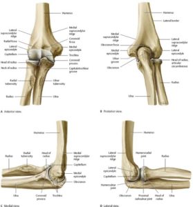 Elbow Anatomy