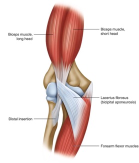 ELBOW ANATOMY, INJURIES, AND TREATMENT