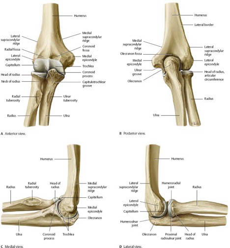 elbow bones diagram