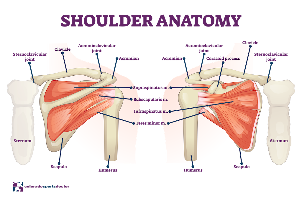 Shoulder Anatomy 