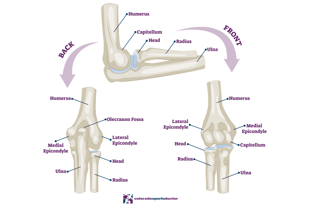 Elbow Anatomy | Dr. Christopher Jones Colorado Springs Sports Doctor