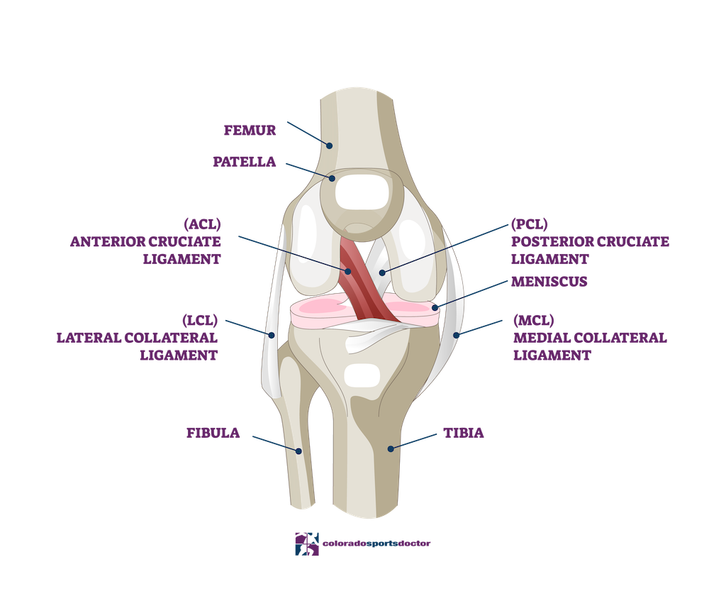 Knee Anatomy | Dr. Chris Jones