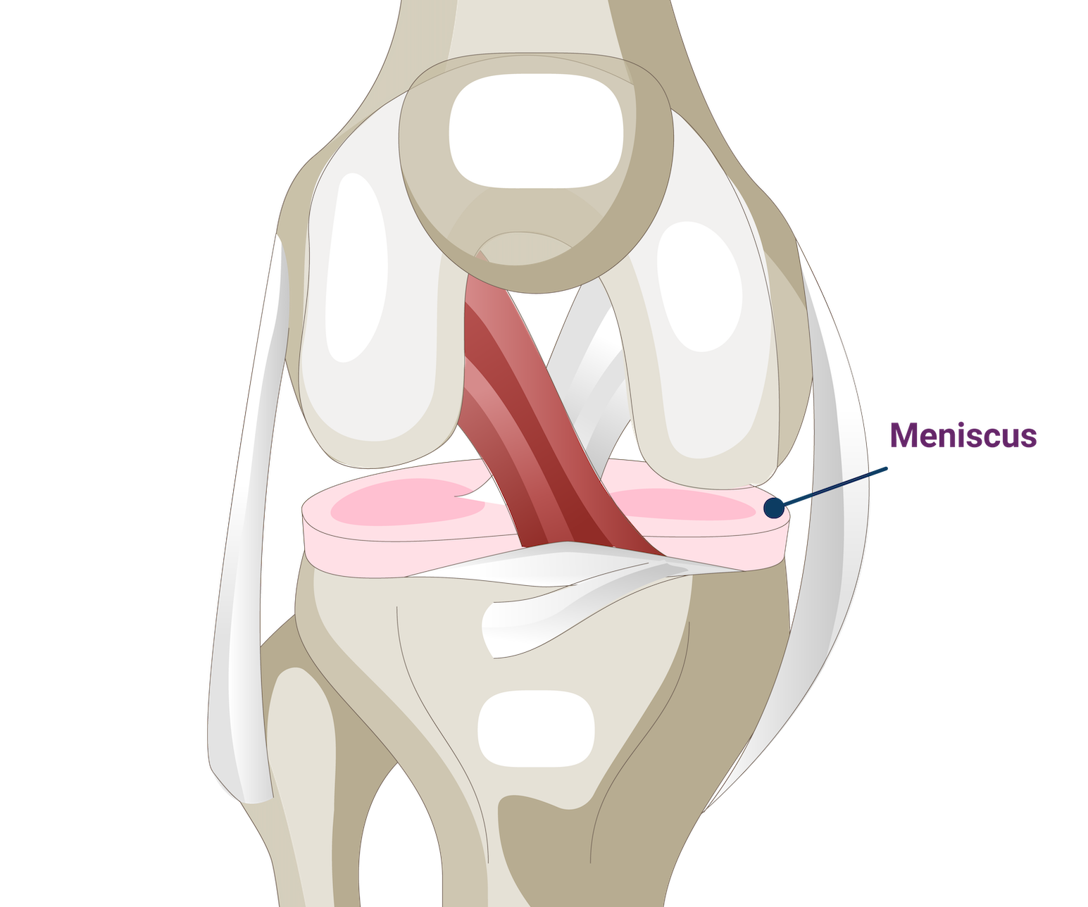 Anatomy of the Meniscus