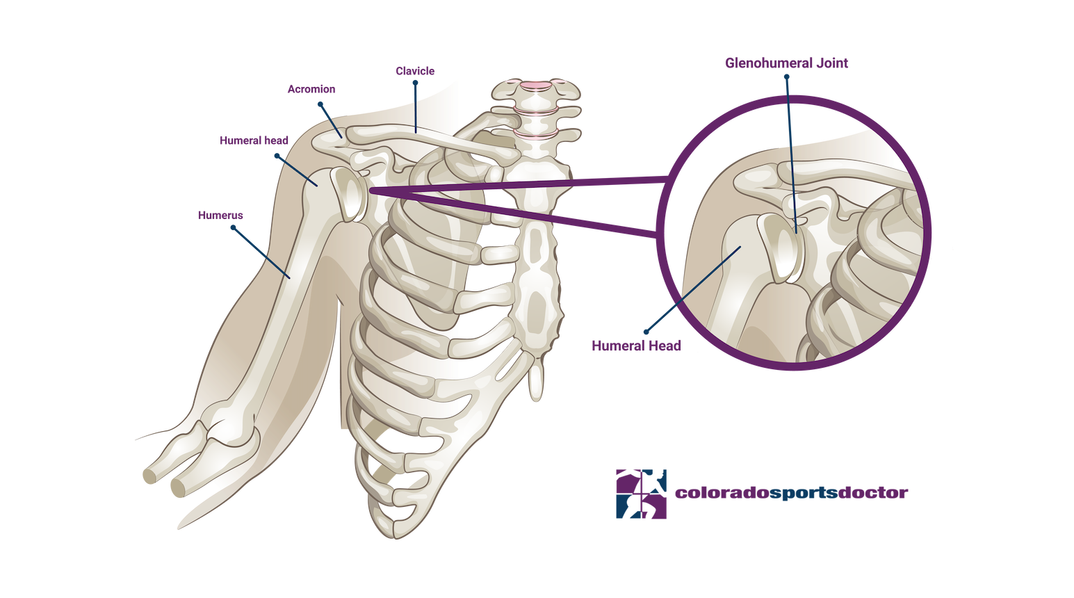 Reverse Total Shoulder Replacement | Anatomy of the humeral head and socket.