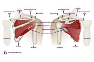 Total Shoulder Replacement Surgery in Colorado Springs