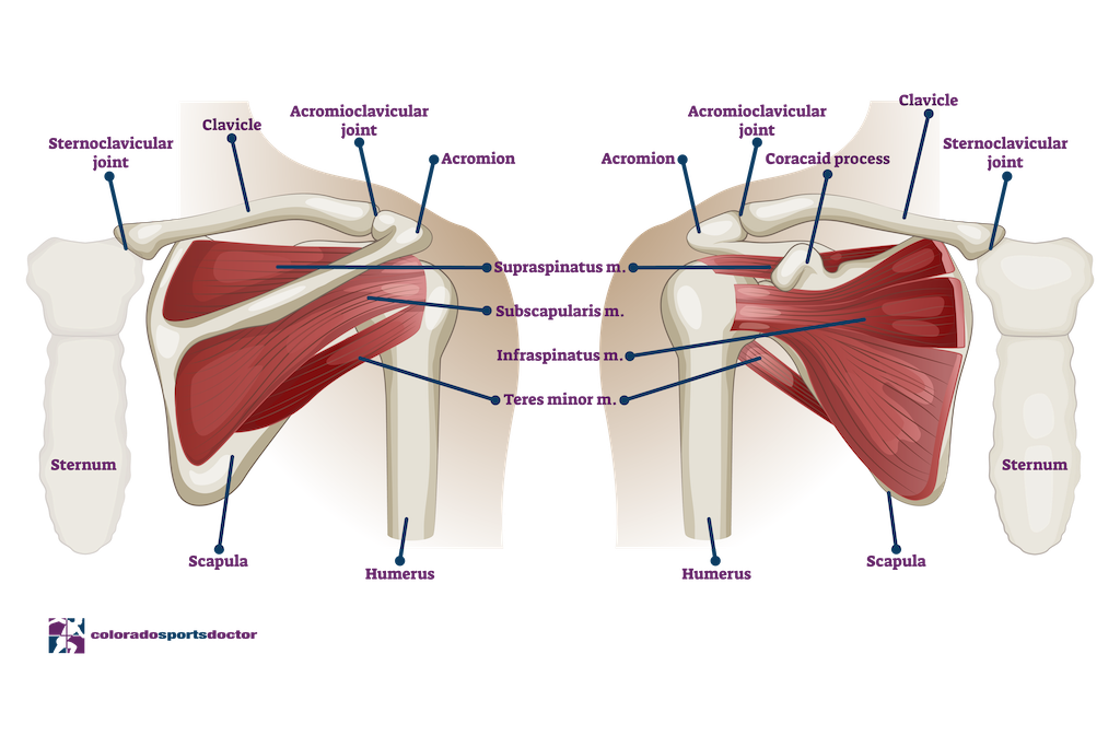 Shoulder Anatomy Total Shoulder Replacement