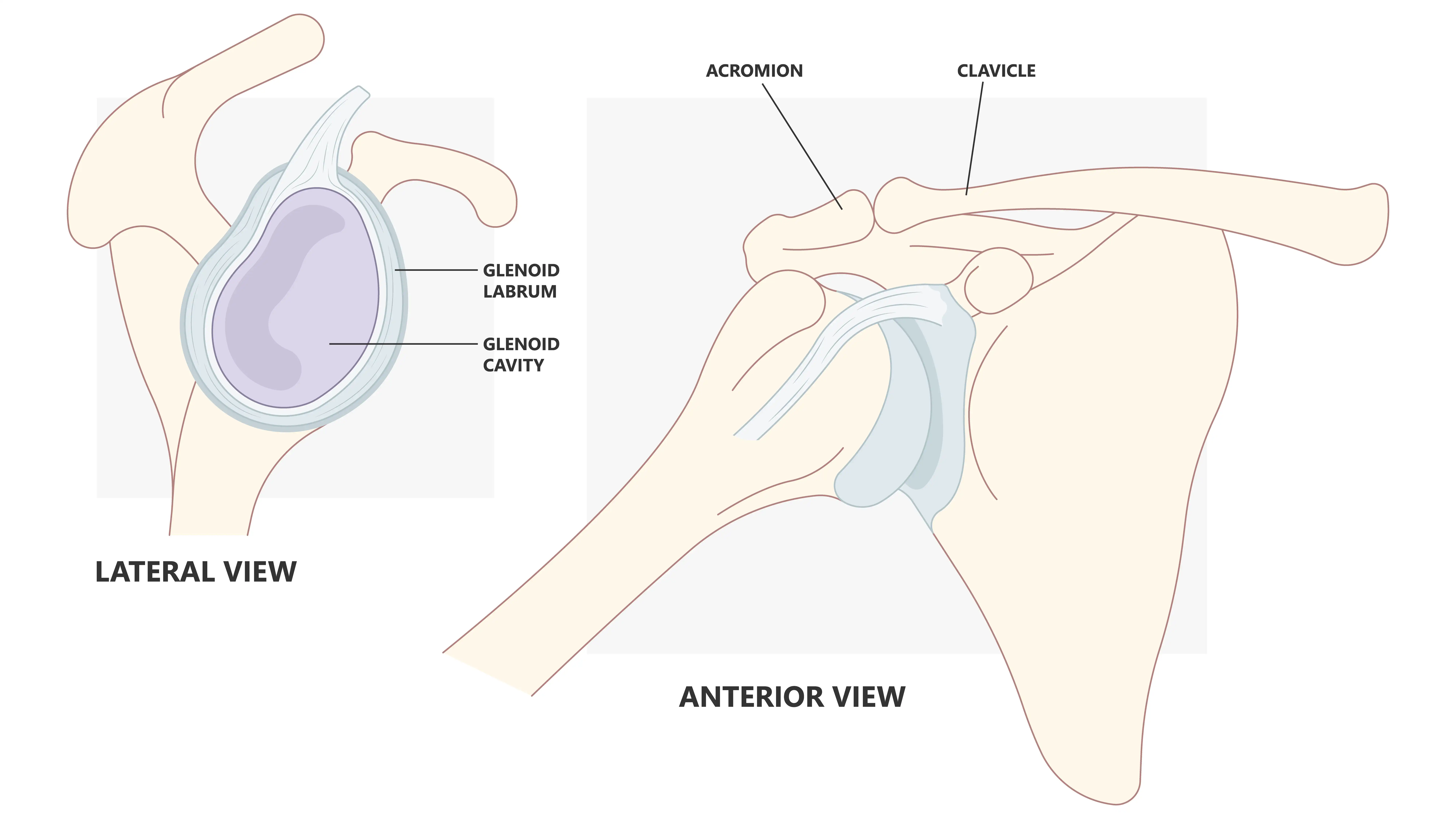 Anatomical Graphic Glenoid Labrum